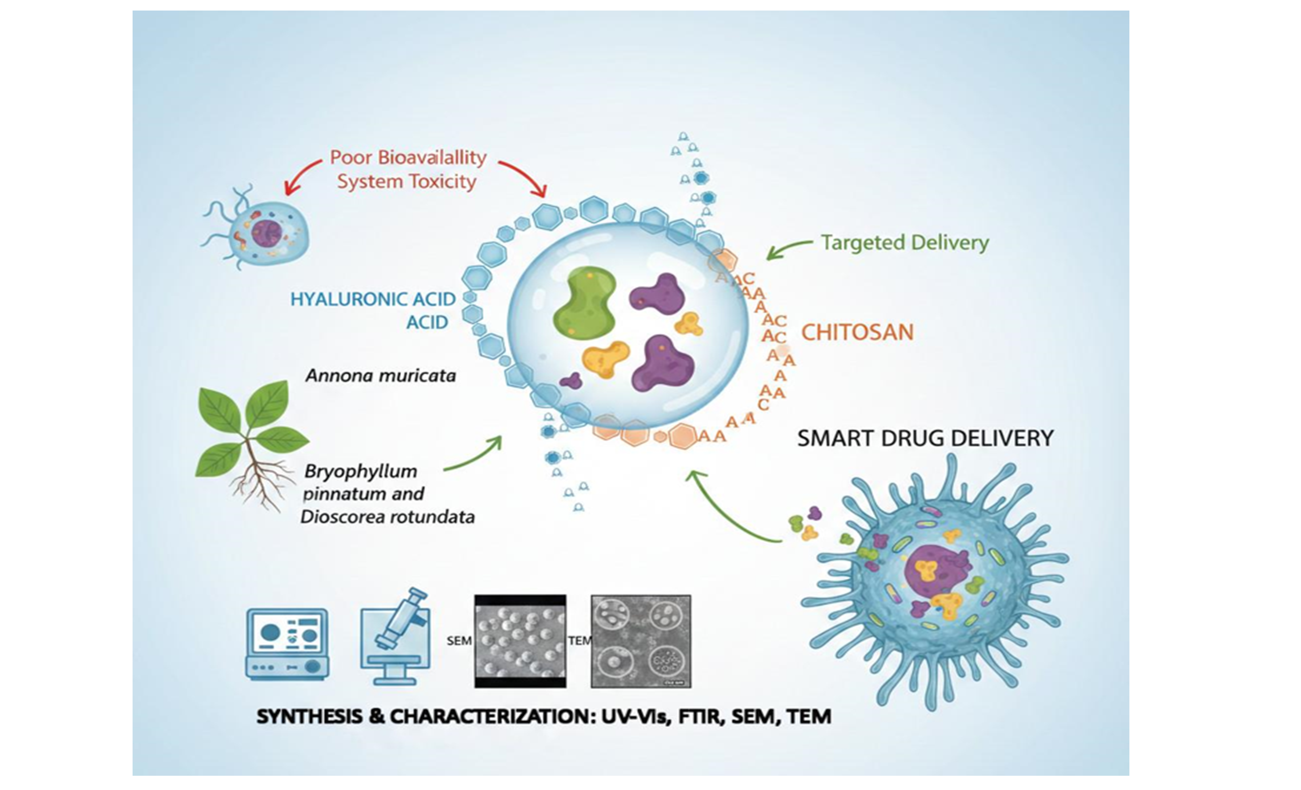 Synthesis and Preliminary Physicochemical Characterization of Medicinal Plant Extract-Loaded Hyaluronic Acid–Chitosan Nanoparticles for Cancer Drug Delivery