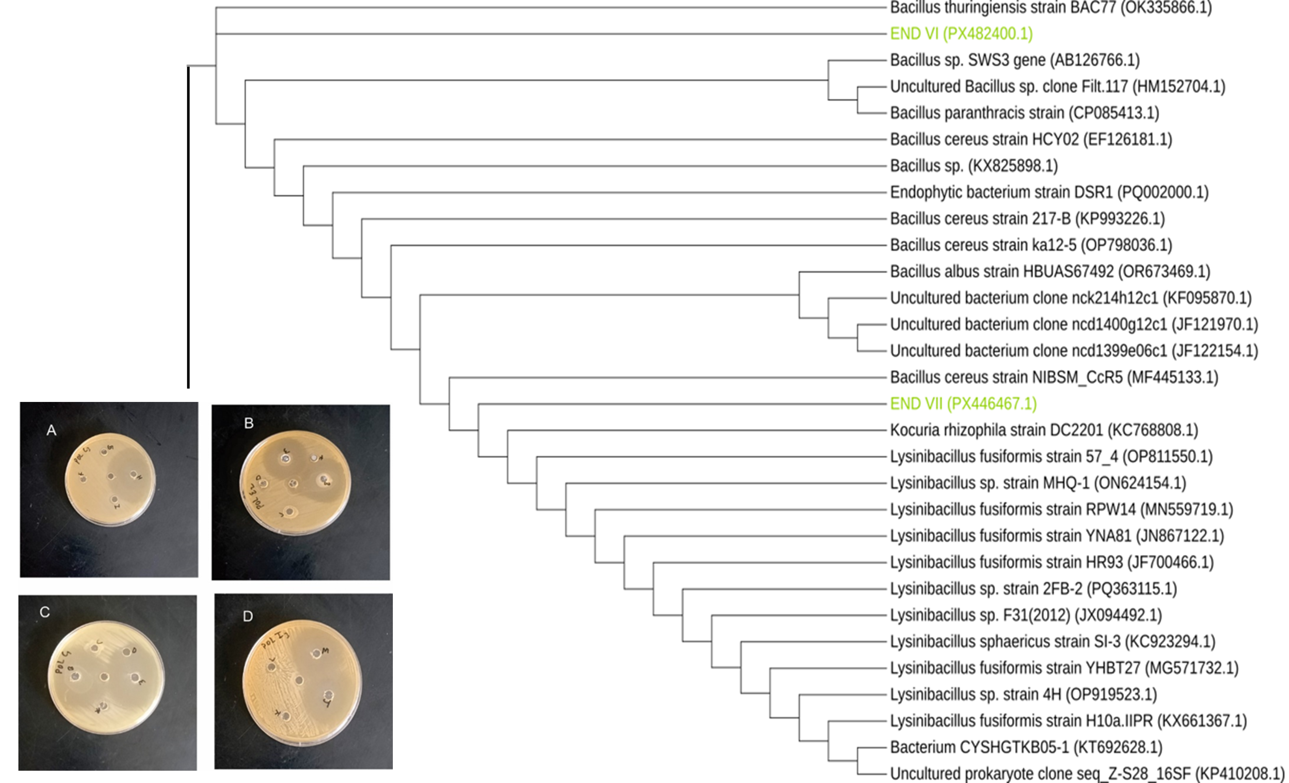 Antibacterial screening of fractions against poultry-associated multidrug-resistant isolates. Maximum-likelihood phylogenetic tree of endophytic bacteria (ENDVI (PX482400.1), and ENDVII (PX446467.1)) Based on 16s rDNA sequence using Iqtree software.