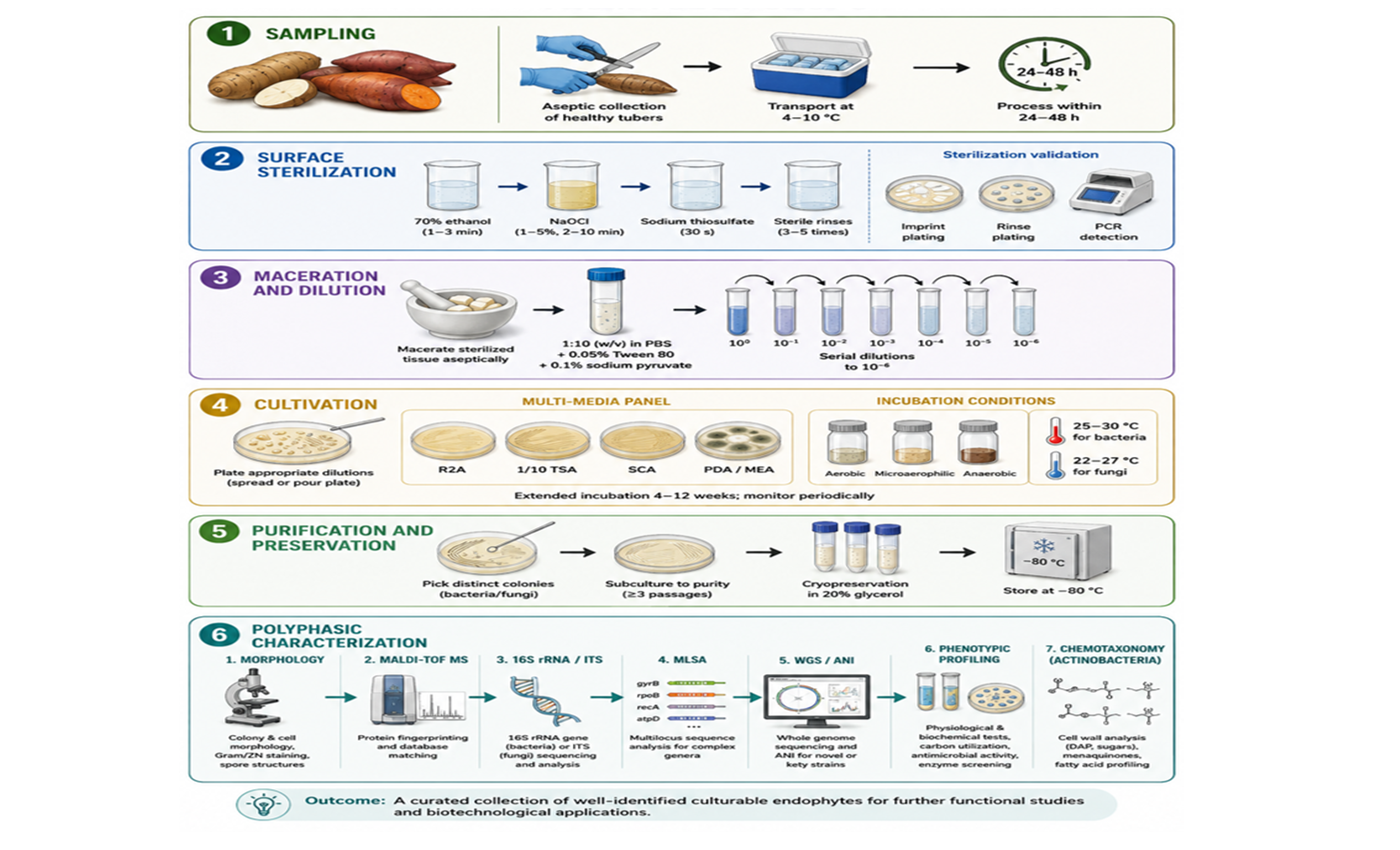 Workflow diagram for isolation and polyphasic characterization of culturable endophytes from tuber crops. 