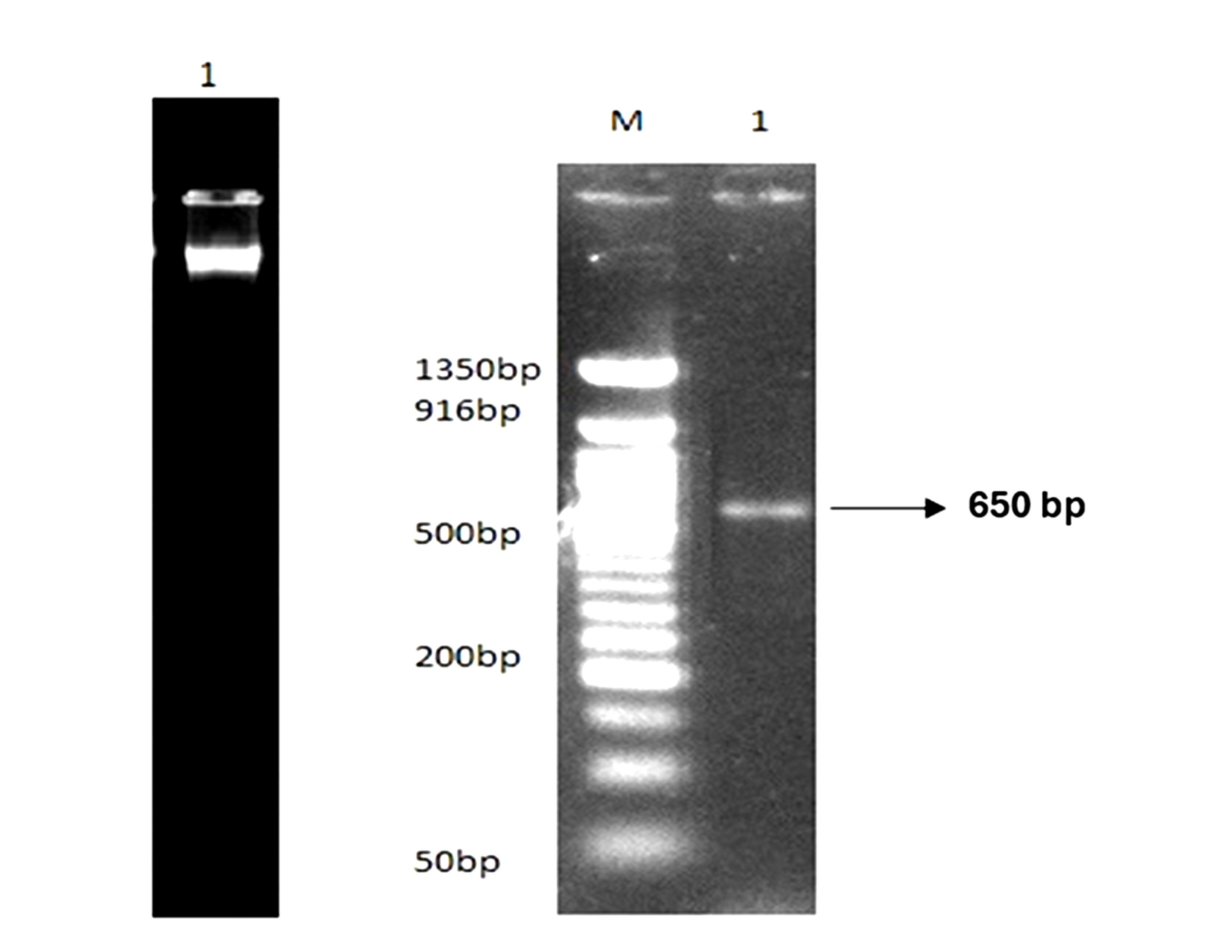 Agarose gel electrophoretogram. M is HyperLadder 1 kb Bioline, OS is the amplicon