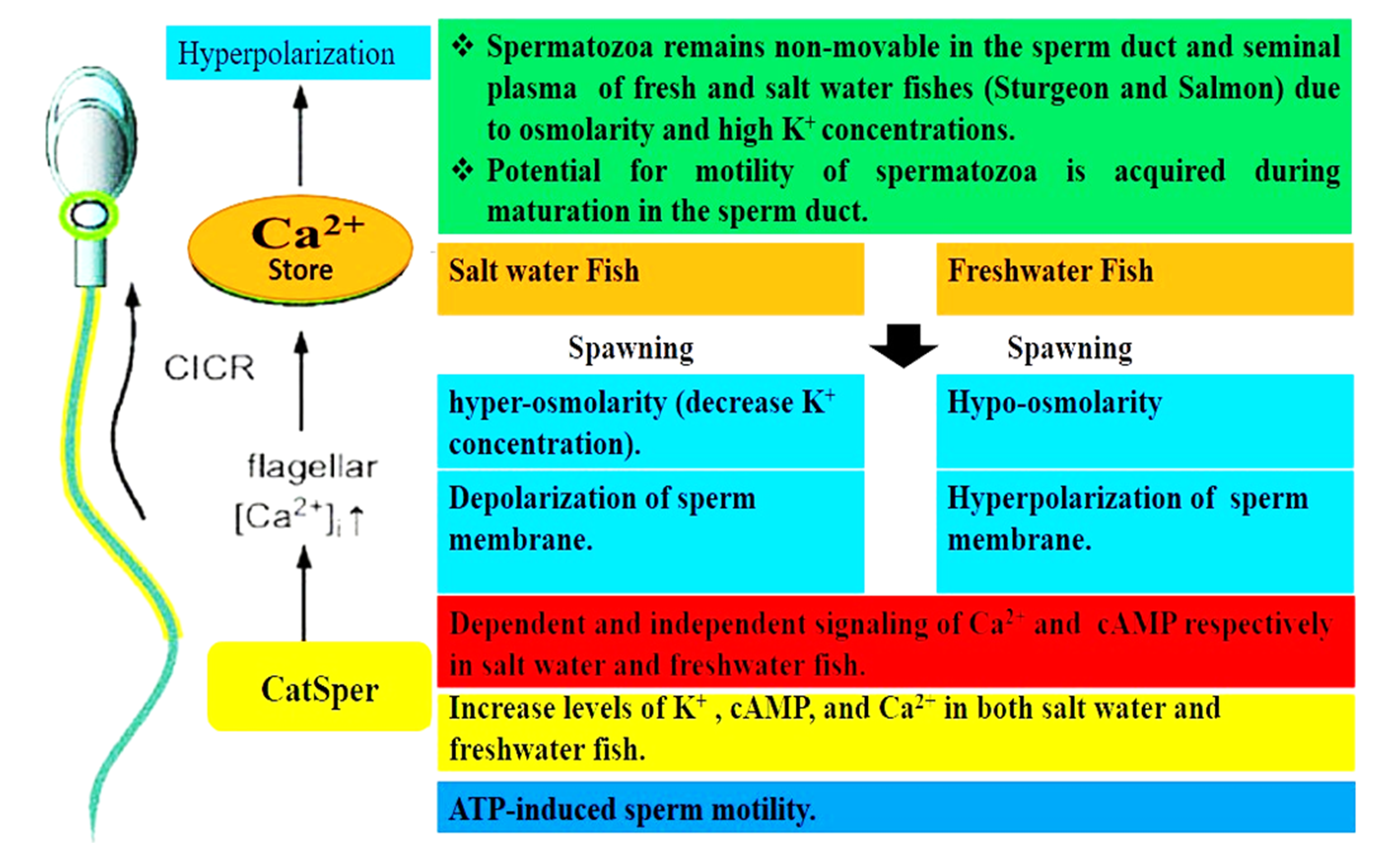 Mechanisms of environmental factors-induced activation and motility kinetics in fish spermatozoa.