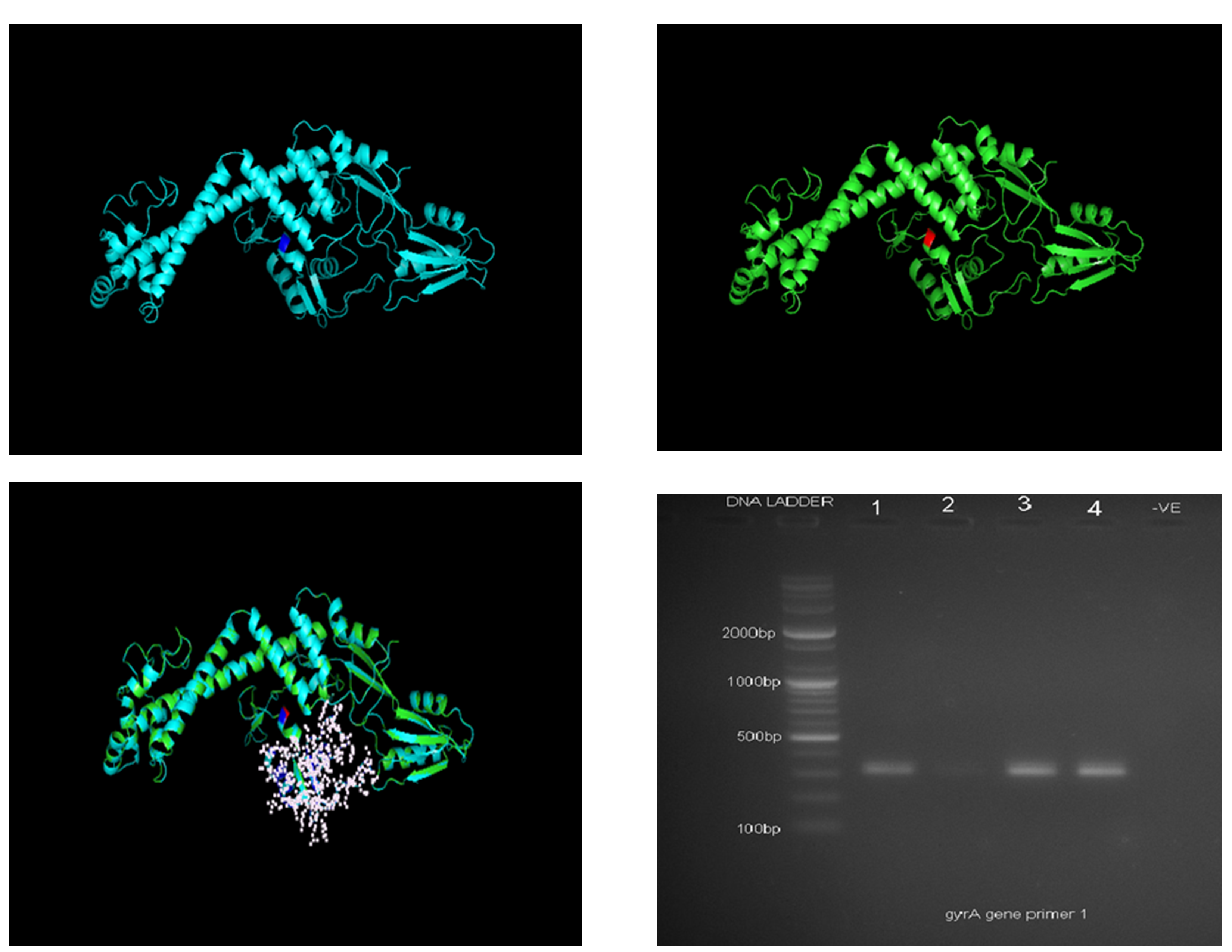 Superimposed 3D Protein Structure of CT18 Strain NCBI Reference Sequence and Isolated S. typhi gyrA Gene Amplicon