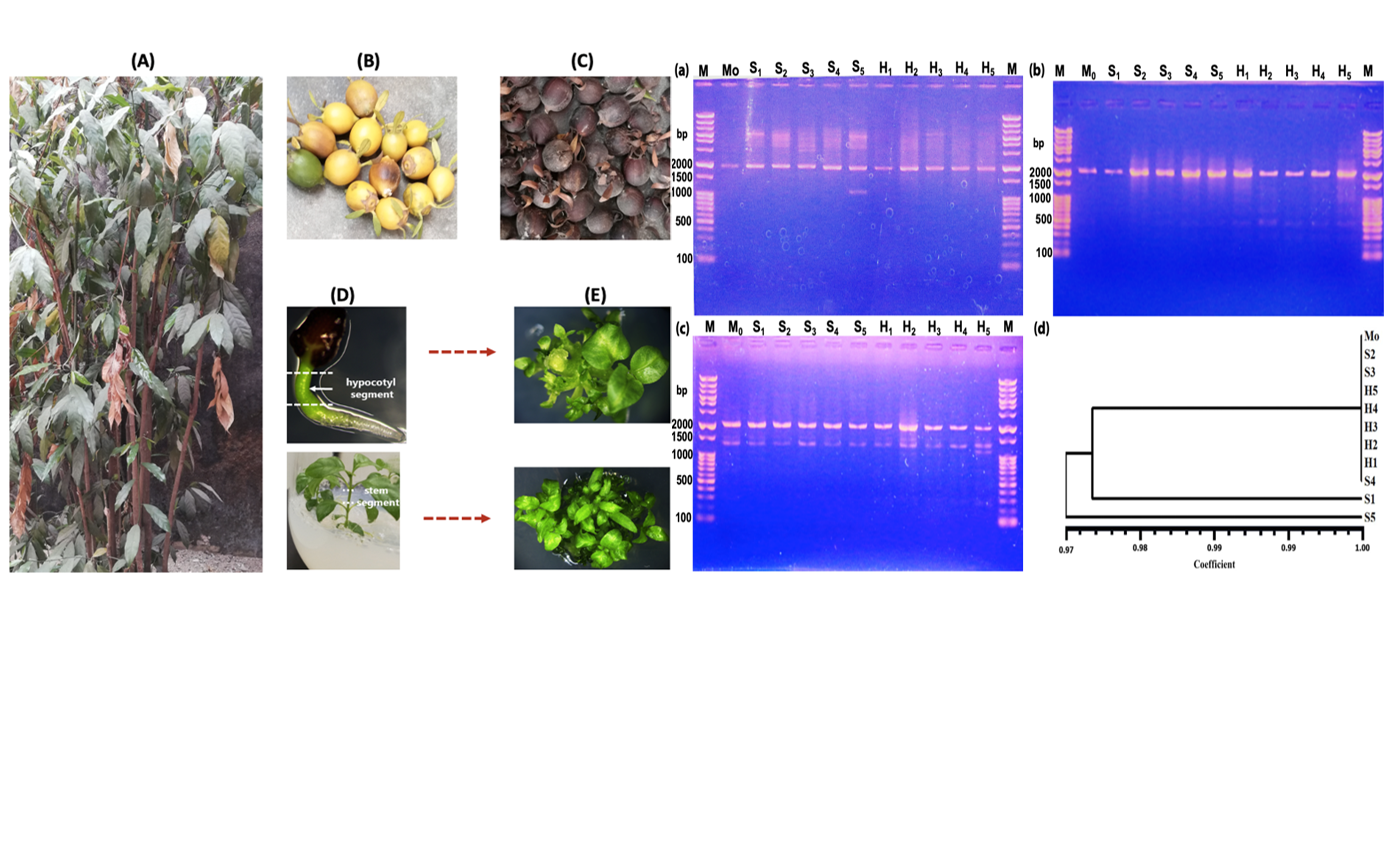 PCR amplification of ISSR/SCoT marker loci in H. crinita and cluster analysis of H. crinita samples. Electrophoretic profiles of H. crinita mother (Mo) and in vitro regenerants showing marker bands/loci amplified using (a) UBC 873 (b) SCoT 1 (c) SCoT 10 primers. (d) UPGMA clustering dendrogram showing the relationship between mother H. crinita plant (Mo) and in vitro regenerants. M: Gene ladder wide 2 (0.1 – 20 kbp); Mo: Mother plant; S1 – S5: regenerants derived from shoot explants; H1 – H5: regenerants derived from hypocotyl explants.