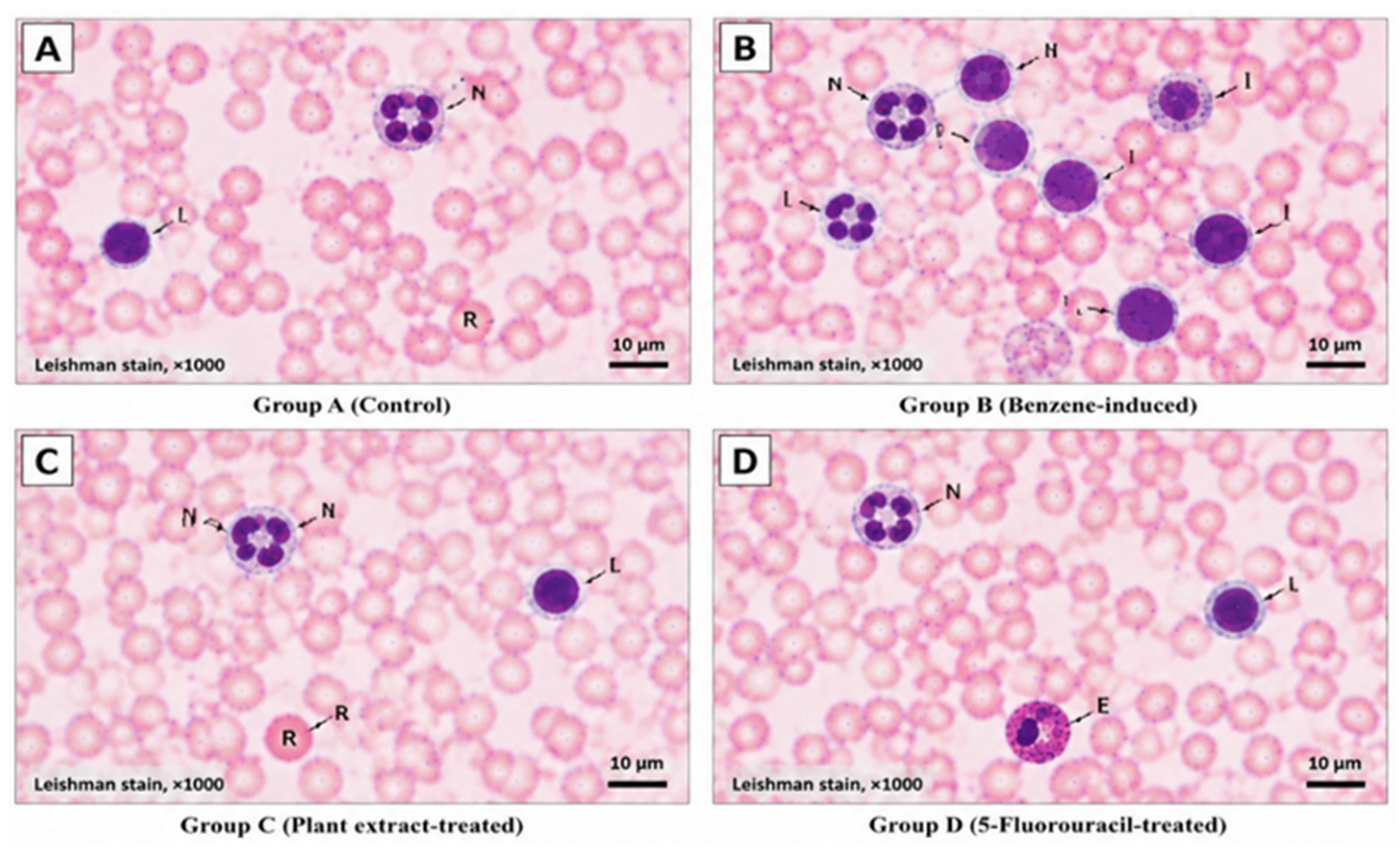 Representative peripheral blood film morphology of Wistar rats following benzene exposure and selected medicinal plant extract administration (Leishman stain, ×1000 magnification). Group A (Control): Arrows indicate normal erythrocytes, segmented neutrophils, and lymphocytes with preserved morphology. Group B (Benzene-induced haematopoietic dysfunction): Arrows indicate increased lymphocytes, atypical/immature lymphocyte-like cells, and altered leukocyte morphology. Group C (Plant extract-treated): Arrows indicate improved peripheral blood morphology with the presence of segmented neutrophils, lymphocytes, and normal erythrocytes. Group D (5-Fluorouracil-treated): Arrows indicate segmented neutrophils, lymphocytes, and eosinophils showing relatively preserved leukocyte morphology. R (Erythrocyte), N (Segmented neutrophil), L (Lymphocyte) I (Atypical/immature lymphocyte-like cell) and  E (Eosinophil).