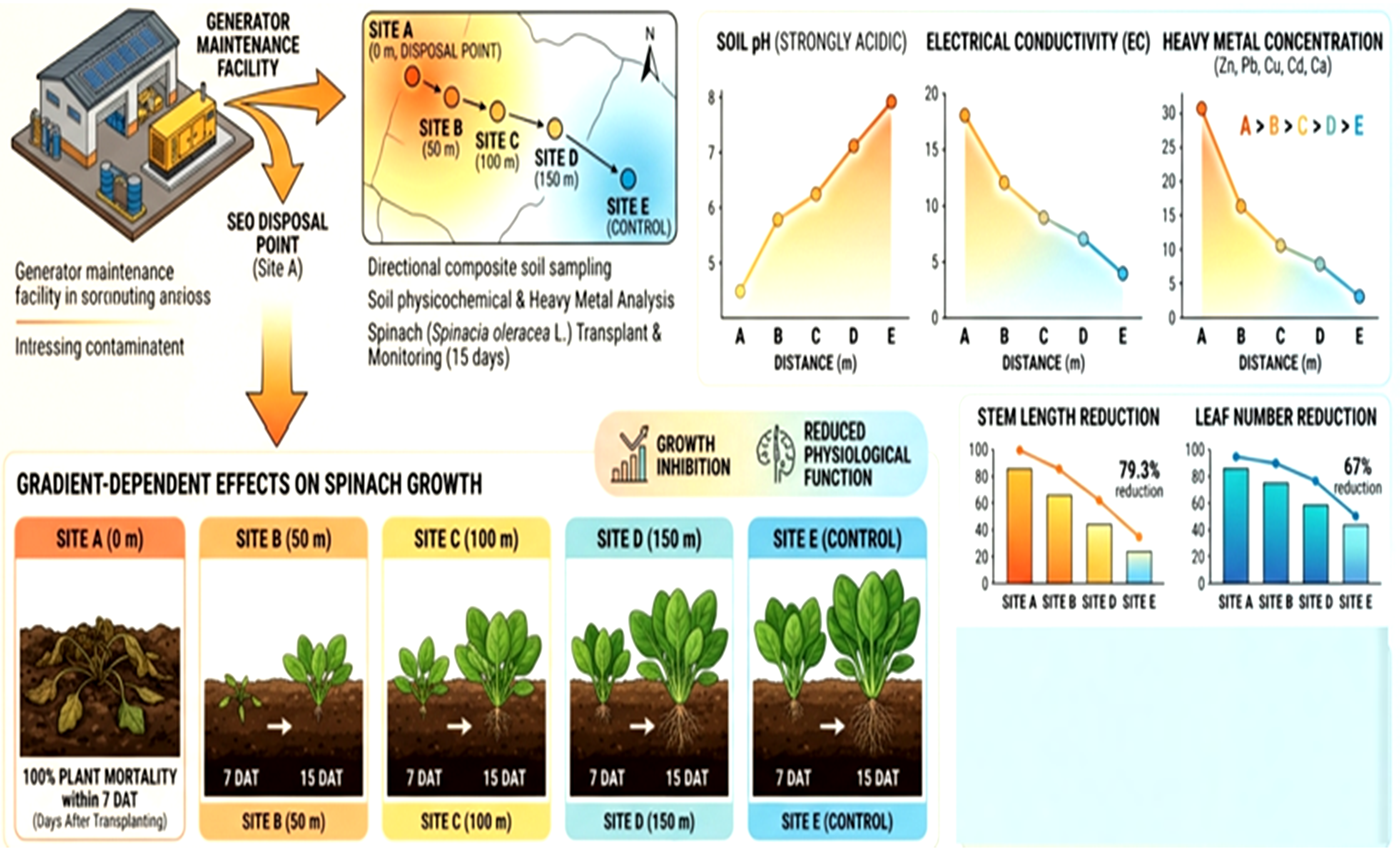 Spatial Dispersion of Spent Engine Oil in Soil and Gradient-Dependent Effects on Growth and Physiological Responses of Spinach